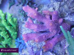 Acropora