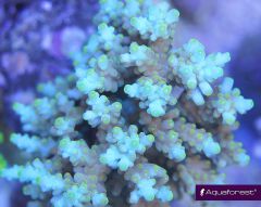 Acropora