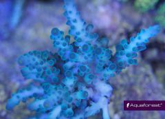 Acropora