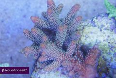 Acropora