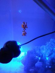 Amphirion occelaris
