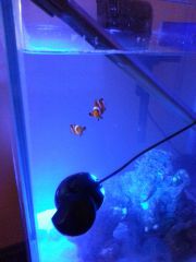 Nemo