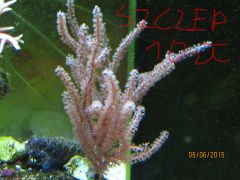 IMG 20150605 133242 876