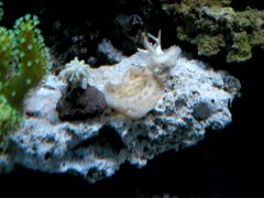 szczepki na sprzedaż