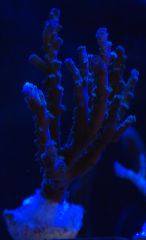 acropora sp