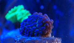 euphylia