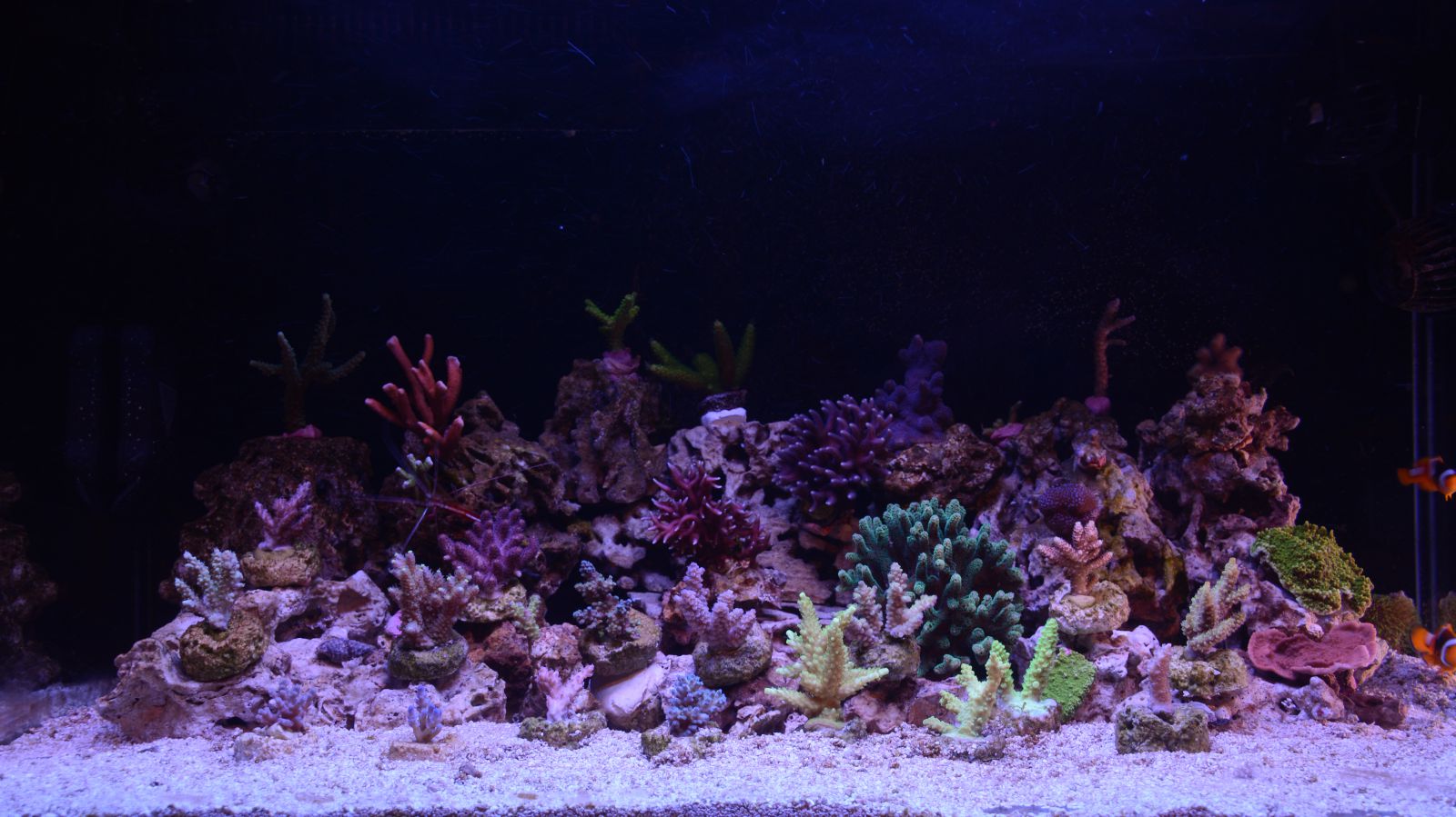 new sps tank 