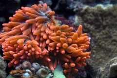 e.quadricolor.bialystok