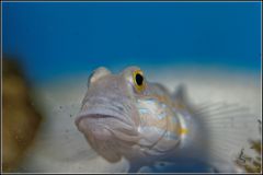 Valenciennea puellaris