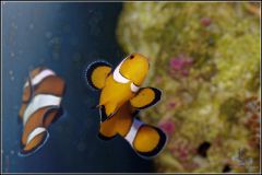 Amphiprion ocellaris