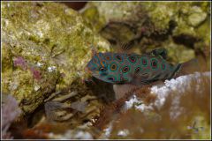 Synchiropus picturatus