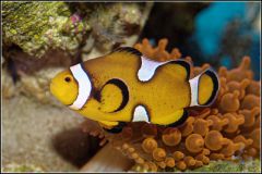 Amphiprion ocellaris