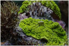 Rhodactis