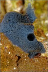 Collospongia auris (?)