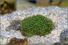 Galaxea fascicularis