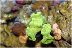 Caulastrea furcata fluo