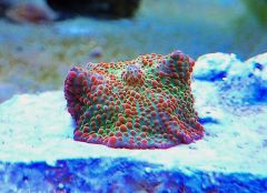 rainbow discosoma1