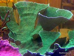 Green Monti Cap Full Mother