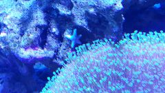 Rozgwiazda - ale skad