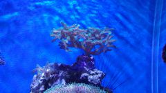 Seriatopora Caliendrum