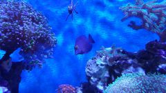 Ctenohaetus Strigosus