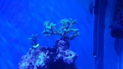 Dzień 33 - piąty dzień Seriatopory w akwarium