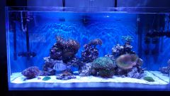 Dzien 22 - nowe korale