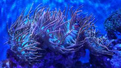 Entecmea Quadricolor