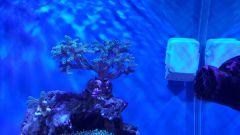 Seriatopora caliendrum - 90 dni w akwarium