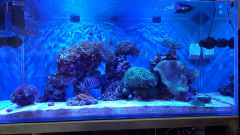 Dzień 126 - Akwarium