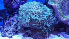 Euphyllia Paraancora