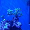 Dzień 33 - piąty dzień Seriatopory w akwarium