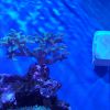 Seriatopora caliendrum - 90 dni w akwarium