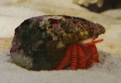 krab pomaranczowonogi