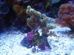 seriatopora calenderium