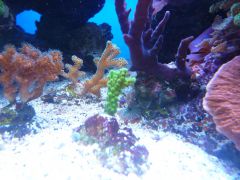 acropora I pocilipora