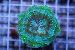 cora house coral Lps 4