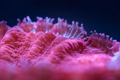 cora house coral Lps 2