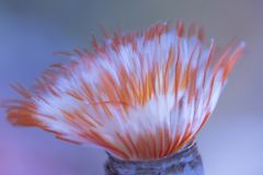 cora house coral Lps