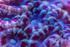 cora house coral Lps 5