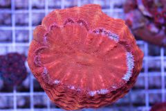 cora house coral Lps 3