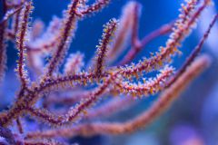 cora house coral Lps 1