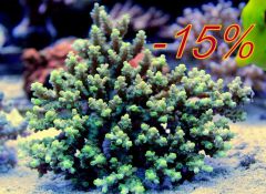 acropora1z rabatem