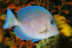 Acanthurus coeruleus