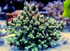 acropora1