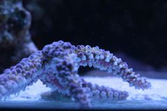 _MG_2292.JPG