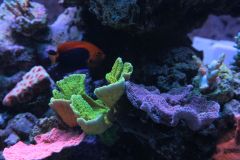 _MG_2274.JPG
