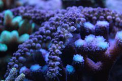 _MG_2289.JPG