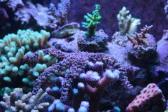 _MG_2290.JPG