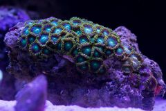 zoa